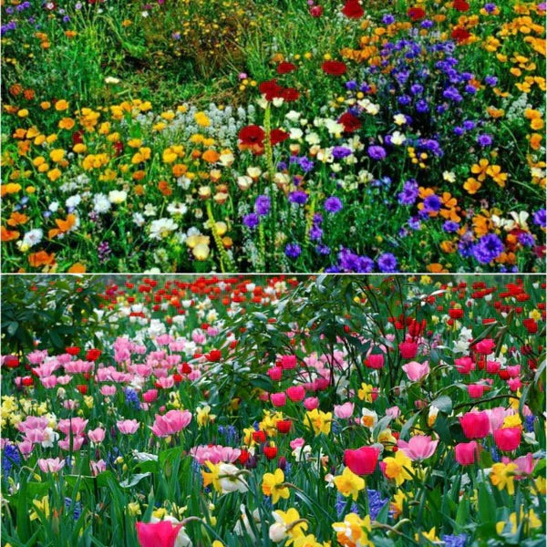 Wildflower Seed Mix YT